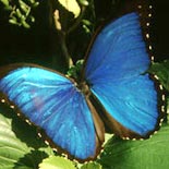 Inkaterra Butterfly House