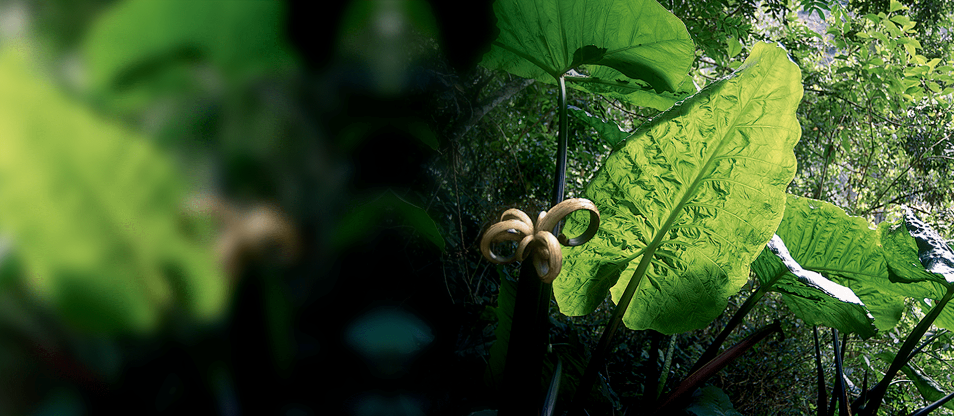 ORCHID TRAIL